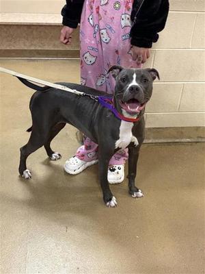 Kiara, Mixed Breed, young, available for adoption