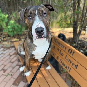 Baja, Mixed Breed, adult, available for adoption