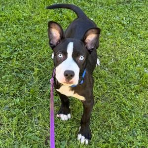 Chai, Mixed Breed, puppy, available for adoption