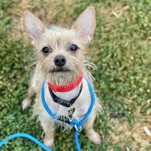 Nala, Mixed Breed, adult, available for adoption
