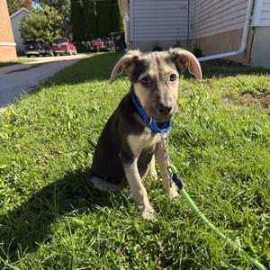 Nash, Mixed Breed, puppy, available for adoption