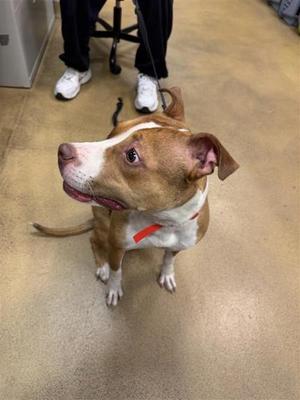A brown and white dog with a red collar standing on a beige floor, looking up at the camera.