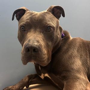 Blue, Mixed Breed, adult, available for adoption