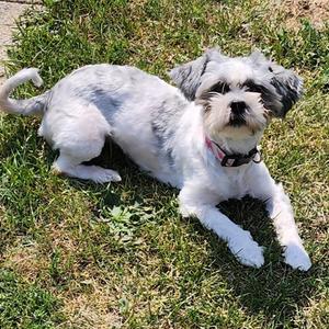 Baby, Mixed Breed, adult, available for adoption