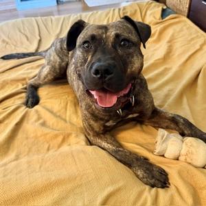 Amiga, Mixed Breed, adult, available for adoption
