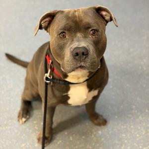 Axel, Mixed Breed, adult, available for adoption