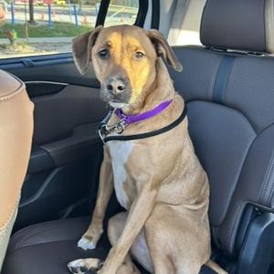 Honey, Mixed Breed, adult, available for adoption