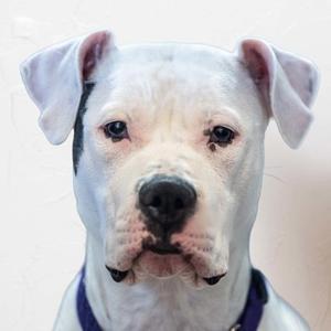 A white dog with floppy ears and a black nose, wearing a blue collar.