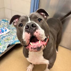 Gemma, Mixed Breed, adult, available for adoption