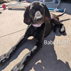 Baby Ruth, Mixed Breed, puppy, available for adoption
