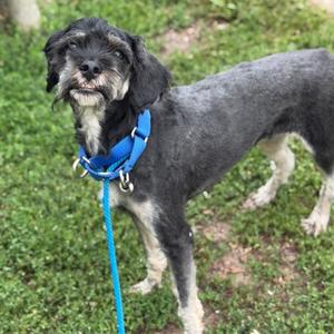 Jream, Mixed Breed, adult, available for adoption
