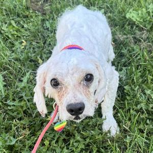 Braxton, Mixed Breed, adult, available for adoption