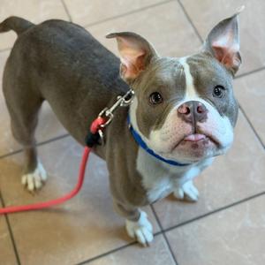 Gremlin, Mixed Breed, adult, available for adoption