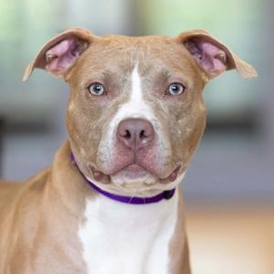A close-up of a brown and white dog with blue eyes and a purple collar.