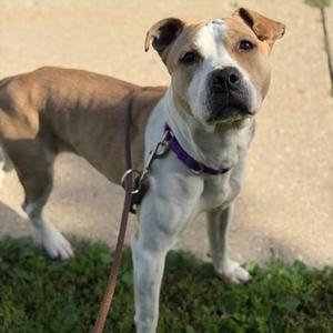 Bella, Mixed Breed, adult, available for adoption