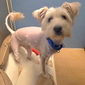 A small white dog with a blue collar standing on a bed.