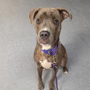 A brown and white dog wearing a purple collar and leash, sitting on a gray surface.