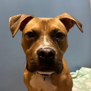 a brown dog with floppy ears and a white patch on its chest