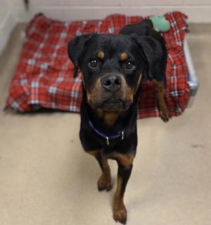Mabel, Mixed Breed, young, available for adoption