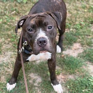 A brown and white dog with a black muzzle and white paws, standing on grass and looking directly at the camera.