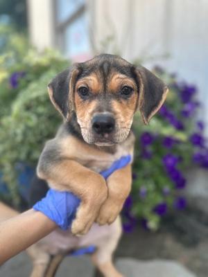 Iron, Mixed Breed, puppy, available for adoption