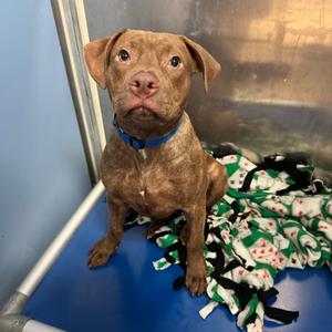 Efjay, Mixed Breed, young, available for adoption