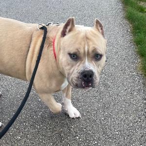 A light brown dog with a red collar and black leash walking on a paved path.