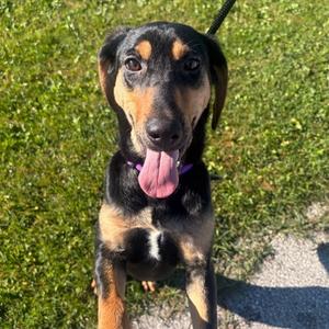 Naomi, Mixed Breed, puppy, available for adoption