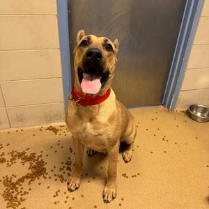Chanel, Mixed Breed, adult, available for adoption