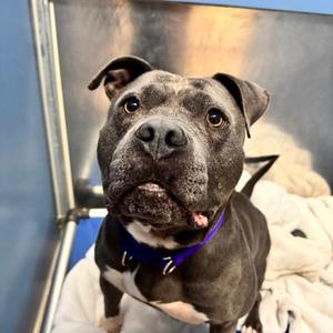 Ash, Mixed Breed, adult, available for adoption