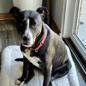 JJ, Mixed Breed, senior, available for adoption