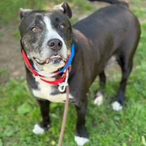JJ, Mixed Breed, senior, available for adoption