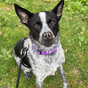 Monty, Mixed Breed, adult, available for adoption