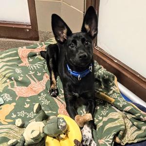 Dingo, Mixed Breed, puppy, available for adoption