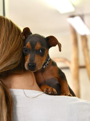 Lavagirl, Terrier / Hound, puppy, available for adoption