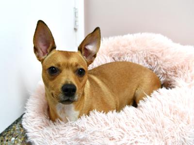 Lola, Chihuahua / Dachshund, adult, available for adoption