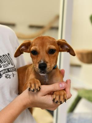 Sharkboy, Terrier / Hound, puppy, available for adoption