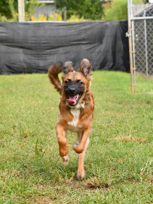 Jessie, Shepherd / German Shepherd Dog, puppy, available for adoption
