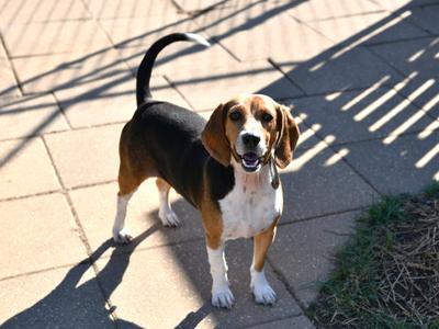 Ranger, Beagle, young, available for adoption