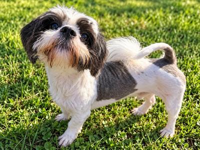 Murphy, Shih Tzu, adult, available for adoption