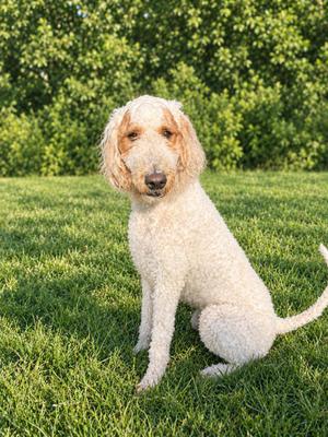 Loki, Goldendoodle, adult, available for adoption