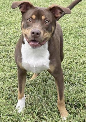 A brown and white dog standing on grass, looking at the camera with its mouth open and tongue out.