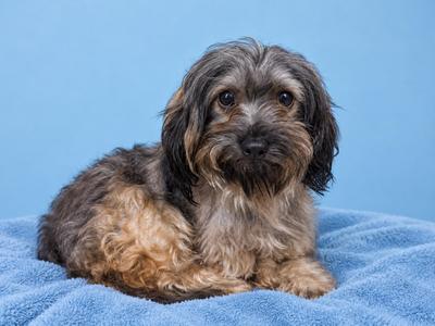 A fluffy dog with a shaggy coat of brown and black fur, sitting on a blue blanket against a blue background.