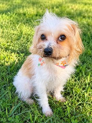 Catalina, Terrier, adult, available for adoption