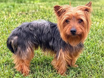 Morgan, Yorkshire Terrier, adult, available for adoption