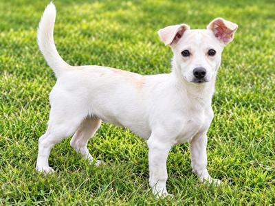 Tyson 0227, Jack Russell Terrier, puppy, available for adoption