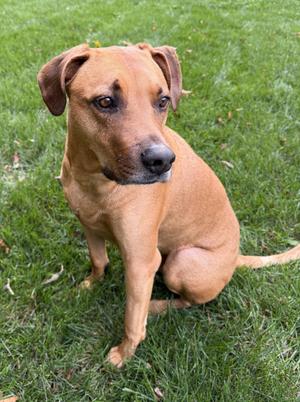 Kobe, Plott Hound, adult, available for adoption