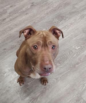 A brown pitbull dog with floppy ears sits on a wooden floor looking up at the camera.