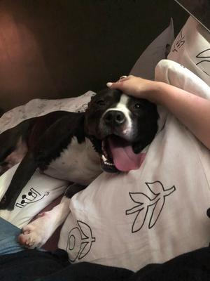 Tom, Terrier, senior, available for adoption