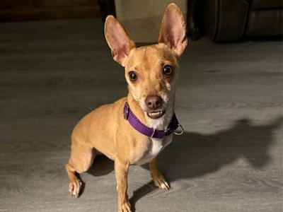 Riley Jade, Jack Russell Terrier/Chihuahua, adult, available for adoption